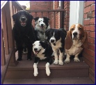 Foster Homes Needed