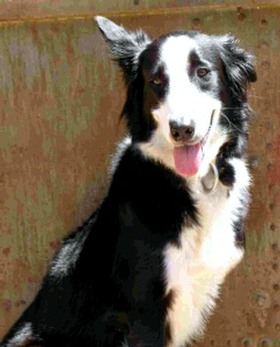 Black and white Border Collie Sasha