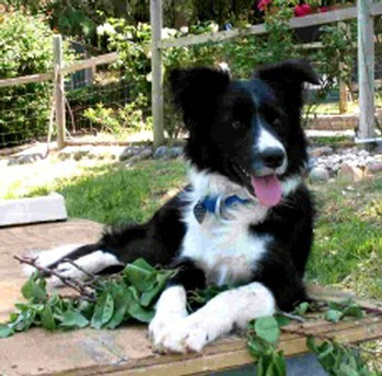 Black and white Border Collie Slip 