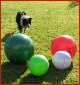 Treibball working black and white border collie