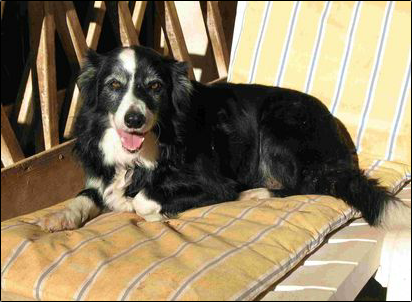 Black and white senior aged border collie