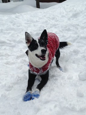 Tri color Border Collie Mitzy