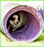 Flying disc playing black and white border collie