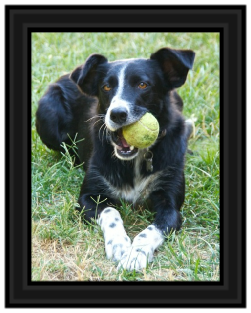 Adoption Gallery
