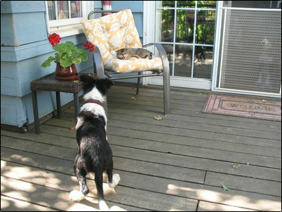 Black and white puppy border collie