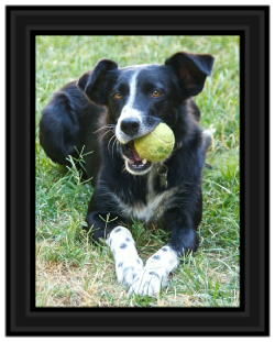 Adoption Gallery
