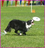 Agility working black and white border collie